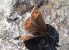 Erebia meolans
